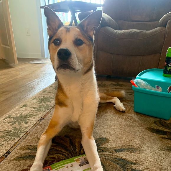 Meet your Posher, Jessica - Picture 1 of 1